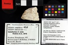 Foto (Objket + Etiketten) von Pithonoton marginatum (von Meyer, 1842) 